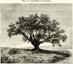 Fernanas korktræ af English School